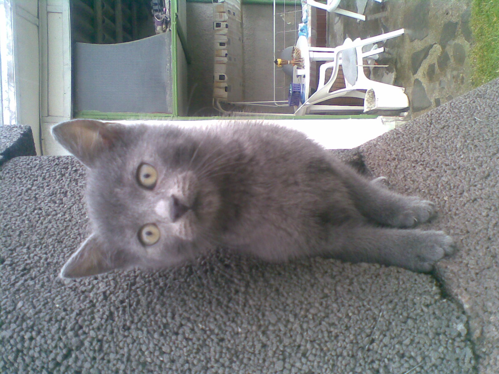 nelka